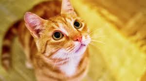Orange cats are chatty cathys. Free Download Orange Cat Looking Up Wallpaper Iphone Android Desktop 3840x2160 For Your Desktop Mobile Tablet Explore 27 Orange Cat Wallpapers Orange Cat Wallpapers Orange Wallpapers Background Orange
