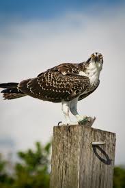 Birds That Sing At Night In Florida Osprey At Tigertail Beach Marco Island Florida Usa Photo By Debi Pittman Wilkey Marco Island Florida Perfect Beach Vacation Great Vacation Spots
