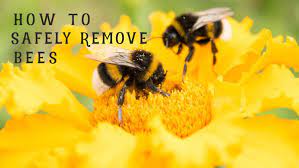 They are very important to us and the world and they are threatened with extinction around the globe. How To Get Rid Of Bumble Bees Nest In Ground Barn Or Under Flooring
