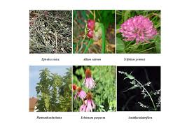 As miracle cures are hard to come by, any claims that a treatment is 100% safe and effective must there is perhaps one exception. Herbs Used In Asthma Treatment An Overview Pharmatutor