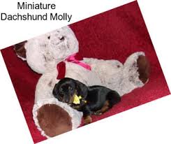 Border collies are intelligent, affectionate, loyal, and energetic dogs who crave their owner's affection. Dachshund Puppies For Sale In Kansas City Agriseek Com