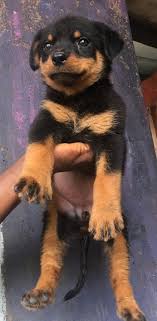 These loving, loyal rottweiler mix puppies are a cross between a rottweiler and another dog breed. Media Tweets By Oluwashindara Horlhermeedey Twitter