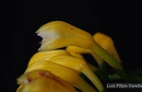 Image result for Corymborkis corymbis