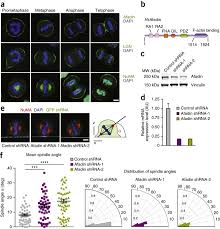 Pixel experience 9 pie rom. Concomitant Binding Of Afadin To Lgn And F Actin Directs Planar Spindle Orientation Nature Structural Molecular Biology