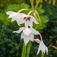 Image result for Gladiolus magnificus