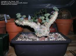 Image result for Monsonia glauca