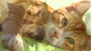 The company has partnership with the minnesota spay neuter… businesses in related categories to veterinarians Westgate Pet Clinic Minneapolis Mn