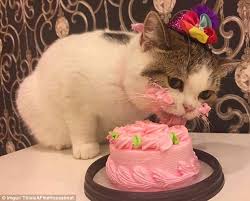 If you are looking for a special birthday treat for your cat's birthday, make her this tuna fish cake. Cute Photos Of A Cat Eating A Pink Birthday Cake Go Viral Daily Mail Online
