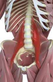 Psoas Major V 2021 G Myshechnaya Sistema Anatomiya Cheloveka Anatomiya I Fiziologiya