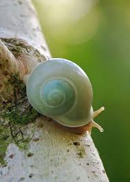 Pin On Snail Caracol