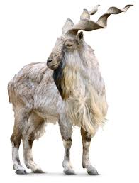 We did not find results for: Spiral Horned Goat Markhor Facts Dk Find Out