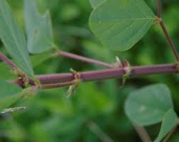 Image result for Desmodium tortuosum