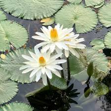 Image result for Nymphaea