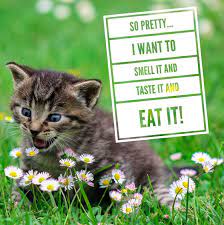 Kid Friendly Memes Funny Memes That Kids Will Love Memes For Children Funny Memes With Cats Kid Friendly Memes Funny Memes Memes