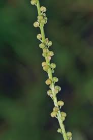 Image result for Triglochin striata