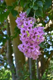 Night Garden Review Of Fairchild Tropical Botanic Garden Coral Gables Fl Tripadvisor