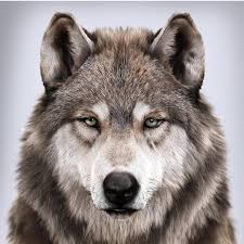 Rate 1 10 Magnificent Wolves Magnificent Wolves Who Else Loves These Bea Am Wolf Beautifultiere Beautifulanimal 2020 Hayvanlar Siyah Kurtlar Hayvan