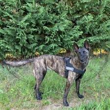 We did not find results for: Belgian Malinois Harness To Stop Dog Pulling On A Leash Xs Xl 38 75
