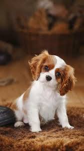 Cavalier 2020 Cavalier King Charles King Charles Cavalier