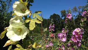 In the second year, the stalks shoot up, flowers bloom and seeds form. Late Summer Good Time To Plant Hollyhock Seed