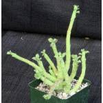 Image result for Monadenium friesii