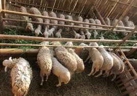 Selamat datang untuk mendapatkan bantal bulu unta dengan pabrik kami. Mengungkap Peluang Bisnis Wol Domba Di Indonesia Kompasiana Com