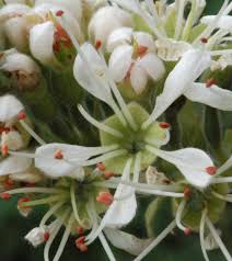 Image result for Combretum mossambicense