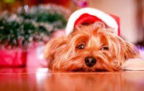 Wayfair.com has been visited by 1m+ users in the past month Wallpaper Christmas Dog Cute Puppy Christmas Puppy Dog Cute Images For Desktop Section Sobaki Download