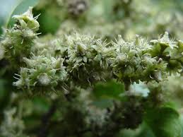 Image result for Homalium dentatum