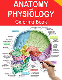 The anatomy of a book anatomy of a book layout, anatomy of a book binding summary parts of a book, parts of a book worksheet coloring book anatomy pdf brain teasers, book 62 wedding coloring book printable image inspirations. Amazon Com Anatomy And Physiology Coloring Book Human Anatomy Coloring Book And Workbook Updated Edition 9798692256140 Coloring Booknes Books