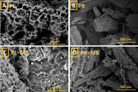 Image result for Vossia cuspidata