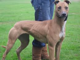 The greyhound pit bull mix is an intelligent and sensitive hybrid breed. Lurchers Working Dog Forums