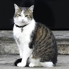 British Pm Moves Out But Larry The Cat Keeps Job Home Tabby Cat Cats Battersea Dogs