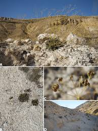 Image result for Pimpinella