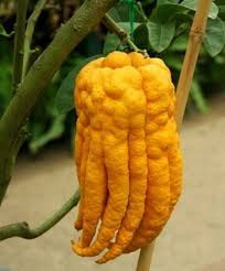 Unusual fruit is something that is not veryhabitual to our eye and taste preferences. The World S Weirdest And Most Exotic Fruits Delishably