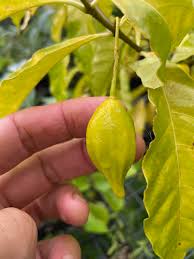 Image result for Tabernanthe elliptica