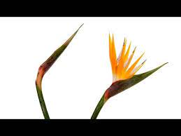 38 Opening Birds Of Paradise Blooms Youtube In 2020 Birds Of Paradise Birds Of Paradise Flower Abstract Floral Art