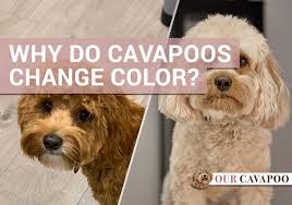 Why Do Cavapoos Change Color Our Cavapoo