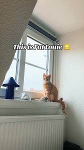 Me and my cat FAT LOUIE 😮‍💨 #cat #cattok #sweden #fatlouie