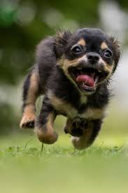 A Cute Puppy Is Running Cute Puppy Dog Cuteanimals Theworldisgreat Hyper Dog Funny Dogs Cute Puppies