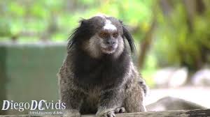 Download and use 80,000+ black tufted marmoset stock photos for free. Callithrix Penicillata Black Tufted Marmoset Sagui De Tufos Pretos Cebidae Youtube