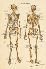Human Skeletal System Anatomical Chart Created With Vintage