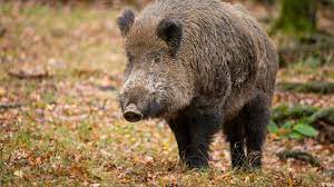 According to local myth, the creature is believed to be the manifestation of a person practising pesugihan babi black magic. Masih Percaya Klenik Ini 6 Kisah Hoaks Yang Percaya Babi Ngepet Hingga Pemujaan Setan Cek Fakta Liputan6 Com
