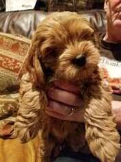 If you are looking for puppies for sale near me, contact us. View Ad Cock A Poo Puppy For Sale Near Colorado College Heights Durango Usa Adn 97903