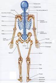 A joint is where two bones meet in the human body. Human Bone Structure Back Human Back Bones Anatomy Human Anatomy Diagram Human Bones Anatomy Human Skeleton Anatomy Anatomy Bones