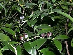 Image result for Nageia nagi