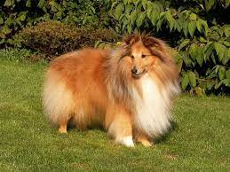 sheltie deckrude gerry vom bramautal domestic dog sheltie animals