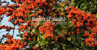 Medicinal Use Of Palash Or Butea Monosperma Bimbima
