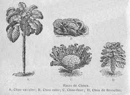 Dessins Botanique Image 43 Differentes Races Varietes De Choux Jpg Dessin Botanique Dessin Fleurs