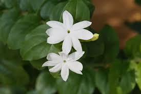 Image result for Jasminum officinale